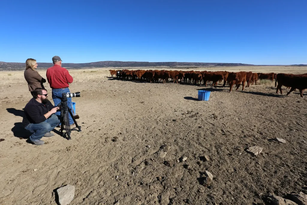 A reporter positions a camera in front of a large herd of cows.
